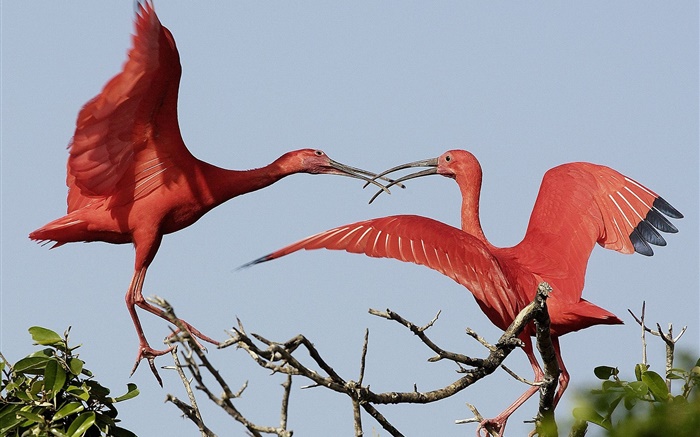 Two red feathers birds Wallpapers Pictures Photos Images