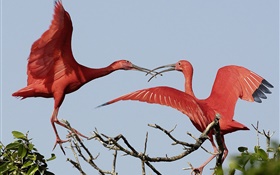 Two red feathers birds HD wallpaper