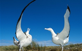 Two seagull wings HD wallpaper