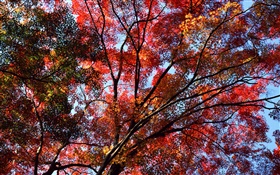 Under the tree to see sky, red leaves, maple, autumn HD wallpaper