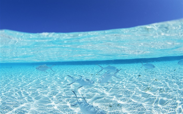 Underwater, sea, tropical fish, Maldives Wallpapers Pictures Photos Images