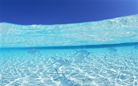 Underwater, sea, tropical fish, Maldives