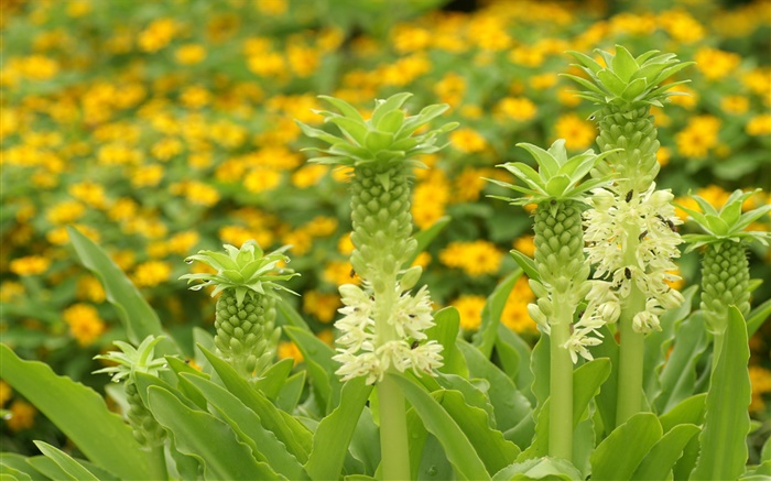 Unknown flowers close-up Wallpapers Pictures Photos Images
