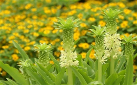 Unknown flowers close-up HD wallpaper