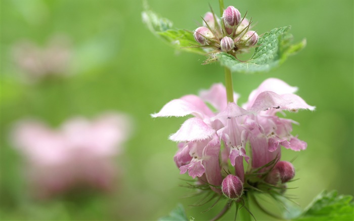 Unknown pink flower, bokeh Wallpapers Pictures Photos Images