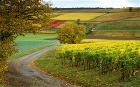 Vineyards, farms, autumn HD wallpaper