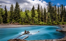 Washington, USA, river, forest, trees, nature HD wallpaper