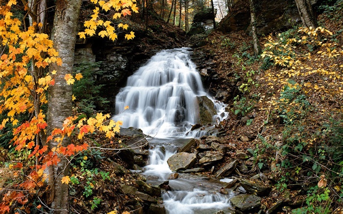Waterfall, creek, trees, yellow leaves, autumn Wallpapers Pictures Photos Images
