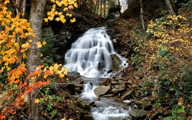 Waterfall, creek, trees, yellow leaves, autumn HD wallpaper