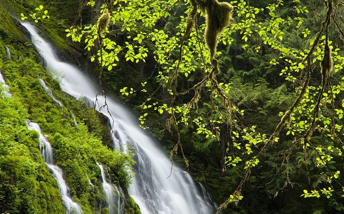Waterfall, twigs, leaves, grass Wallpapers Pictures Photos Images