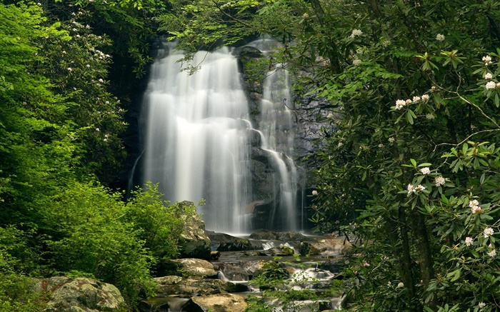 Waterfalls, plants, flowers Wallpapers Pictures Photos Images