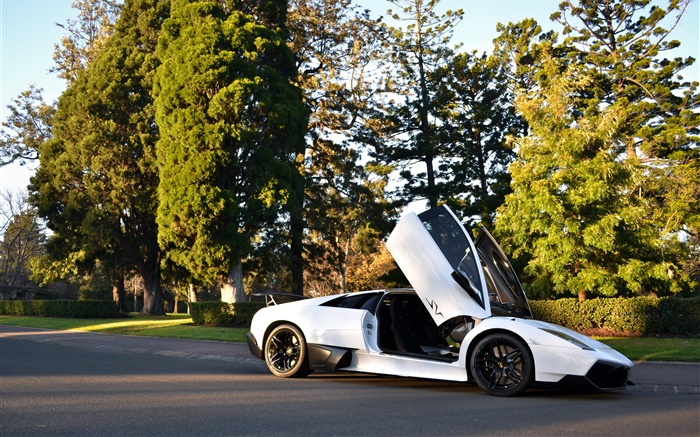 White Lamborghini Murcielago supercar, trees, road, sunshine Wallpapers Pictures Photos Images