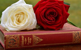 White and red rose flowers, book HD wallpaper