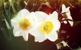 White daffodil HD wallpaper