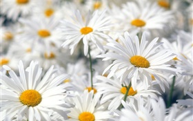 White daisy flowers close-up HD wallpaper