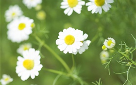 White daisy flowers, wildflowers HD wallpaper