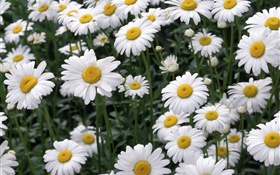 White daisy flowers HD wallpaper