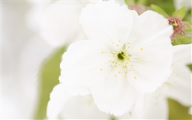 White flower close-up, petals, blur