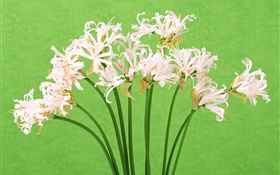 White flowers, bouquet, green background HD wallpaper