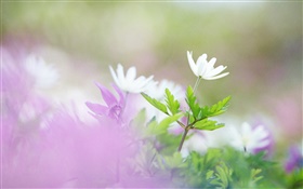 White flowers, green leaves, bokeh HD wallpaper