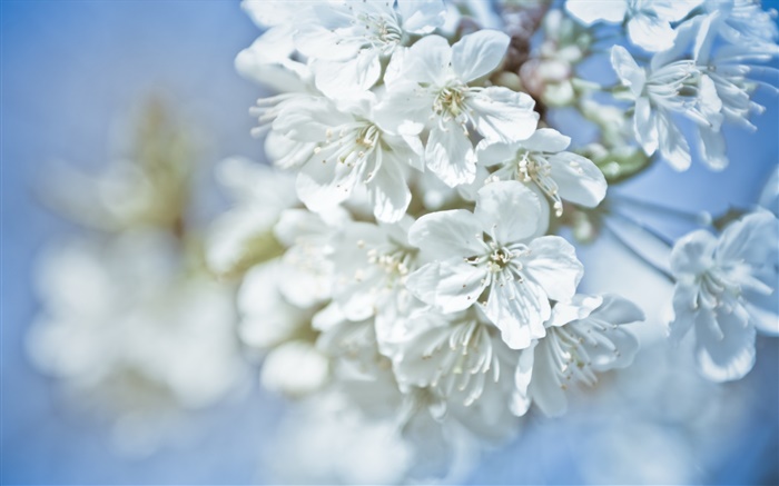 White flowers, twigs, bokeh Wallpapers Pictures Photos Images