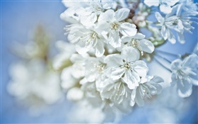 White flowers, twigs, bokeh