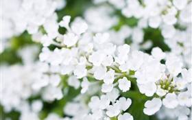White little flowers, bokeh, spring HD wallpaper