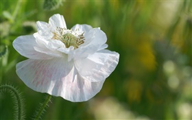White petals flower close-up HD wallpaper