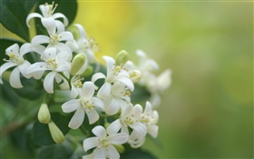 White petals flowers close-up, bokeh HD wallpaper