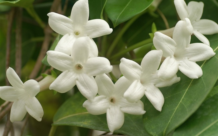 White petals flowers close-up Wallpapers Pictures Photos Images