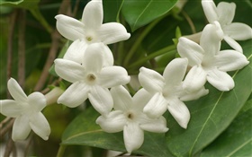 White petals flowers close-up