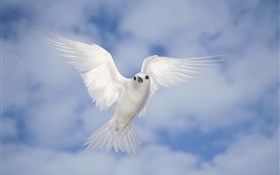 White pigeon flying, wings HD wallpaper