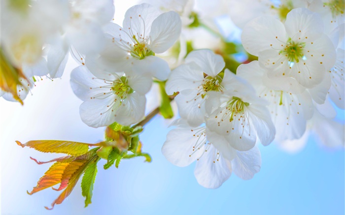 White plum, flowers, bloom, twigs, spring Wallpapers Pictures Photos Images