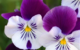 White purple petals, butterfly orchid close-up HD wallpaper