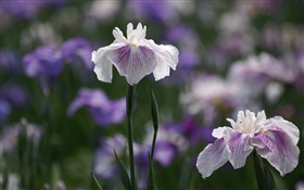 White purple petals flowers, bokeh HD wallpaper