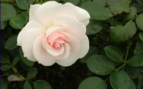 White rose flower