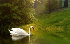 White swan, pond, grass, slope HD wallpaper