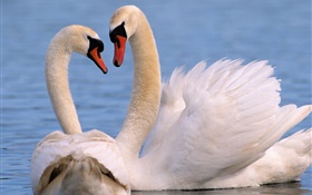 White swans couple HD wallpaper