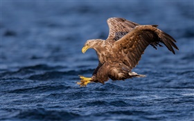 White-tailed eagle, hawk, predator, wings, water HD wallpaper
