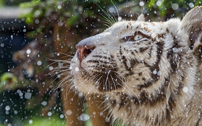White tiger, face, winter Wallpapers Pictures Photos Images