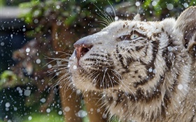 White tiger, face, winter HD wallpaper