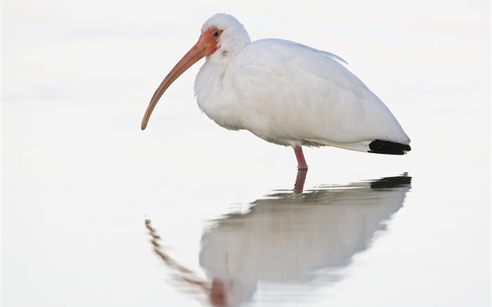 White water birds Wallpapers Pictures Photos Images