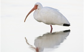 White water birds