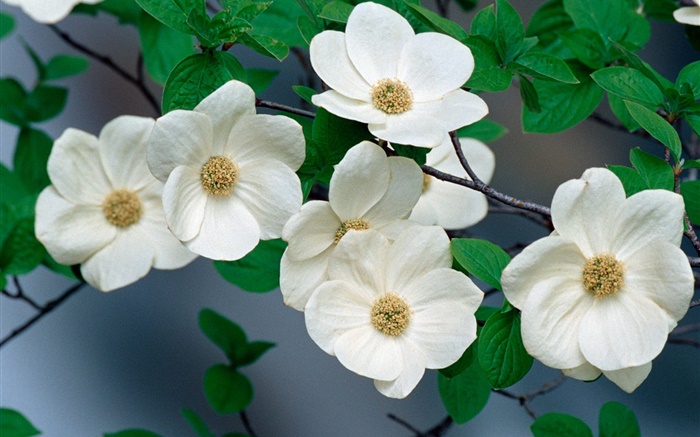 White wildflowers close-up Wallpapers Pictures Photos Images