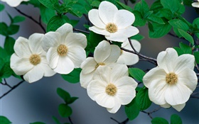 White wildflowers close-up