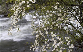 White wildflowers, river, nature scenery HD wallpaper