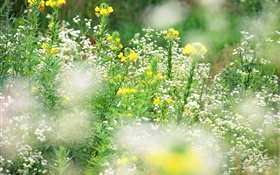 White yellow wildflowers, bokeh