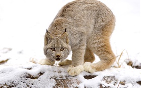 Wildcat ready attack HD wallpaper