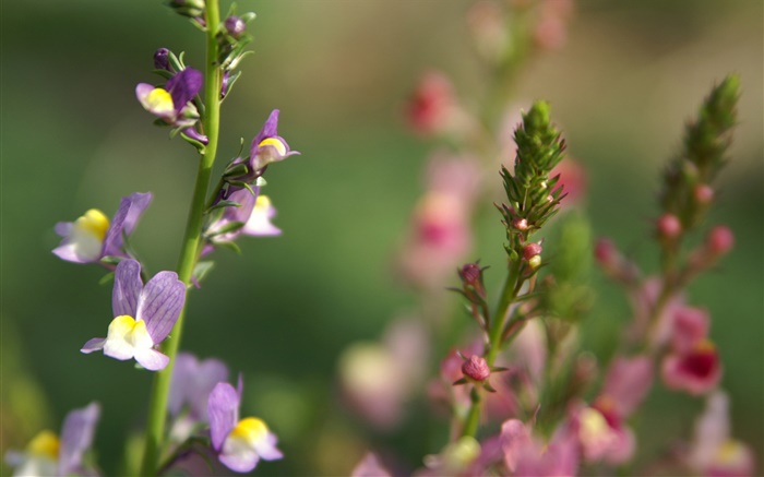 Wildflowers close-up, bokeh, spring Wallpapers Pictures Photos Images