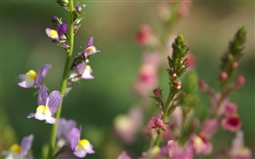 Wildflowers close-up, bokeh, spring